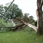 we provide our tree removal and trimming services near me in Canton and North Canton, Ohio
