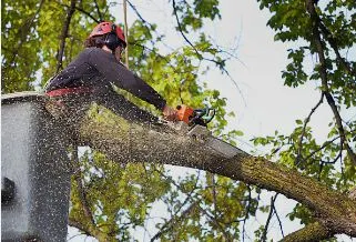 Best removal and trimming near me in Canton and North Canton, Ohio