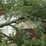 we provide our tree removal and trimming services near me in Canton and North Canton, Ohio