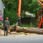 tree removal in Canton and North Canton, Ohio
