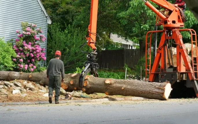 tree service in Canton and North Canton, Ohio