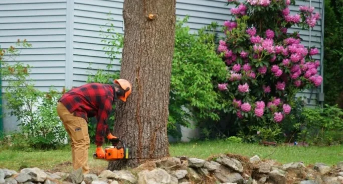 tree service in Canton, Ohio