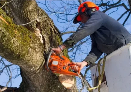 best removal and trimming near me in Canton and North Canton, Ohio