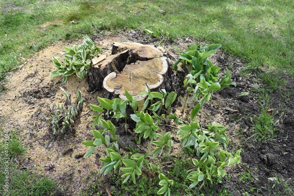 Tree Stump Grinding Services near me in Canton & North Canton, Ohio