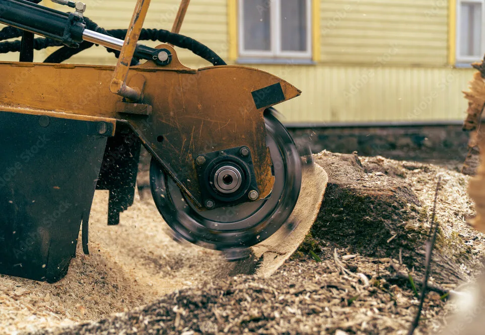 Tree Stump Grinding Service near me in Canton & North Canton, Ohio