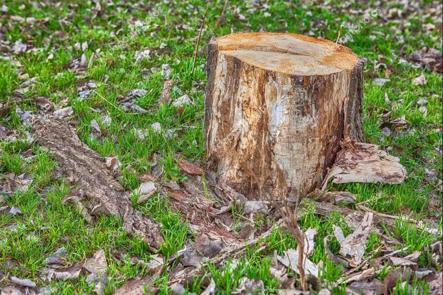 Tree Stump Grinding Services near me in Canton & North Canton, Ohio