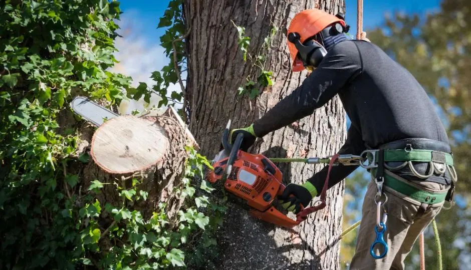 Pruning service in Canton, Ohio